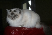 CH. kiru's Princess first