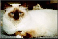 CH. althea's Focus