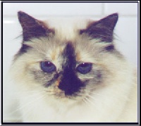 trinity's Babette