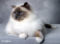 CH. backkara's Blue Bocelli