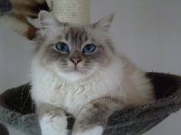 Ermine du mont de bohème