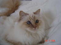 CH. Shalimar de pretty cat