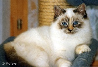 CH. backkara's Quita