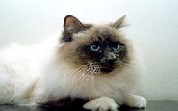 CH. ceonka's Blue kevin