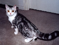 karraway Lil orphn annie of kinross