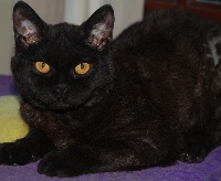 Sweet Burgandy's Minerva