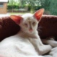 CH. calvencade cats Eros