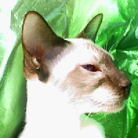cindylin Calypso
