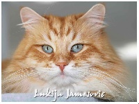 CH. gregory's siberian Lukijn jamesovic