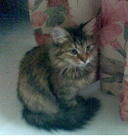 iz sibir Brynn