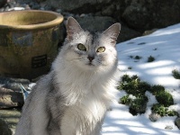 CH. dushara Katja silver shot