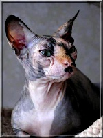 exoticat's Rea-lity