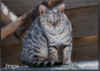 Jiraya Bankura Bengal's