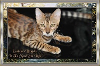 In the mood for love Couleur Bengal's