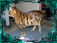 Macao Predator Bengal's