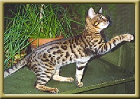 starbengal Eathon hock (sbt 091596 012)