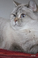 CH. Fey des british marseillais