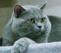CH. Orlando von bullerbue