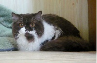 Silvester ilmenit