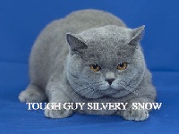 CH. Tough guy silvery snow