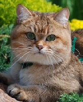 CH. natalyland's Golden hermes