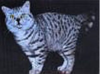 CH. hoonikatz Mister Micawber (Gr.Int.Ch)