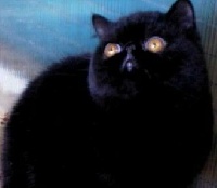 argentovivo Blacky