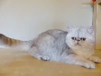 CH. sardinian cats Tresor