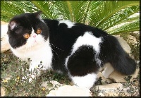 latin lover Cowboy (gc)