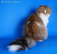 Zolotce stepan of rumfold