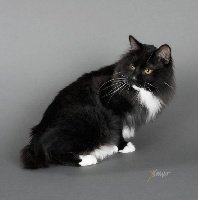 CH. Tamerlan karmino cat