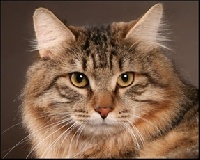 CH. baltais tigeris Briutas