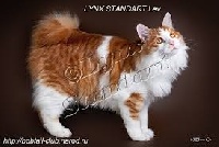 CH. lynx standart Lev
