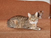 Zhuliana bastet bob