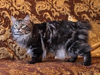 CH. Armand siberiafrost