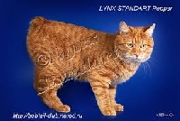 CH. lynx standart Pepper