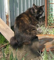 CH. Diana bastet bob