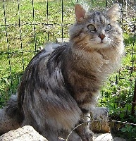 CH. Prokhor siberiafrost