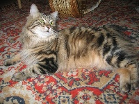 CH. Louise basted bob