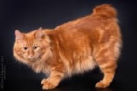 CH. lynx standart Ferdinand