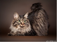 CH. rgj cat's Glasha
