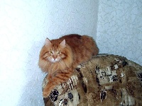 CH. Semen laskovaya rys'