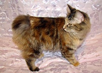 CH. Yarina praid amur