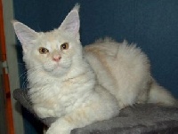 CH. Sirius of gentle lions