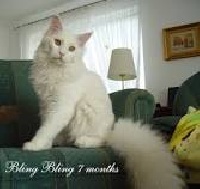 Bling bling alwaro
