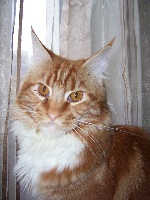 Wild Lynx Gargamel