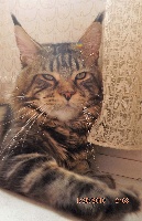 Jumper De Catcoon Aimerod