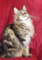 Bélla of stella shine