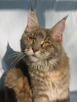 mountaineer Wannaway jezebel
