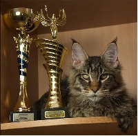 cats' castle Roger